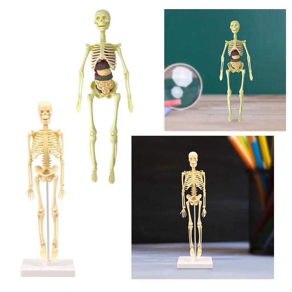 Human Body Anatomy Model, with Human Heart And Large Intestine Model, Skeleton Models for Children, Physiology Students, Models