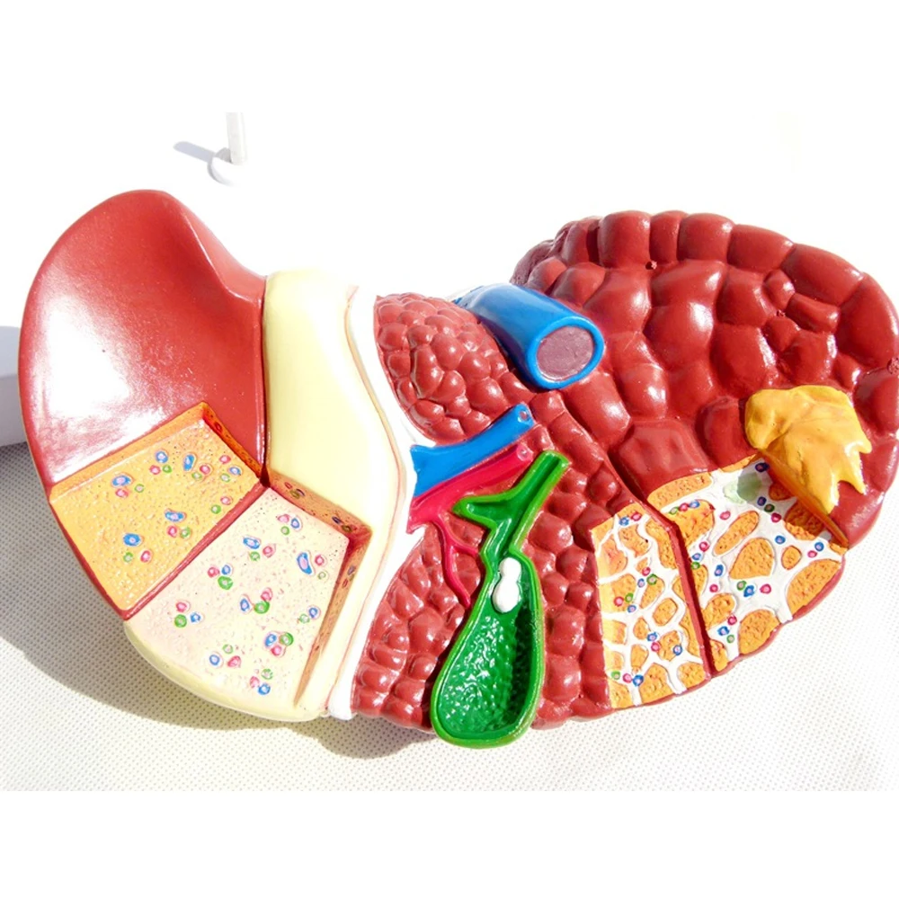 1:1 Human Pathological Liver Anatomical Model Display Of Digestive System Anatomy Teaching Model