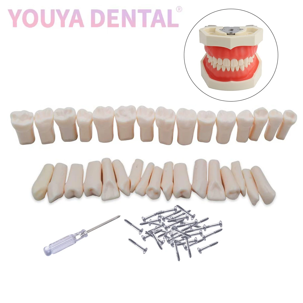 28/32 szt. Dental Typodont praktyka wymienne zęby kompatybilne z modelem zębów NISSIN/model głowy symulatora dentystycznego