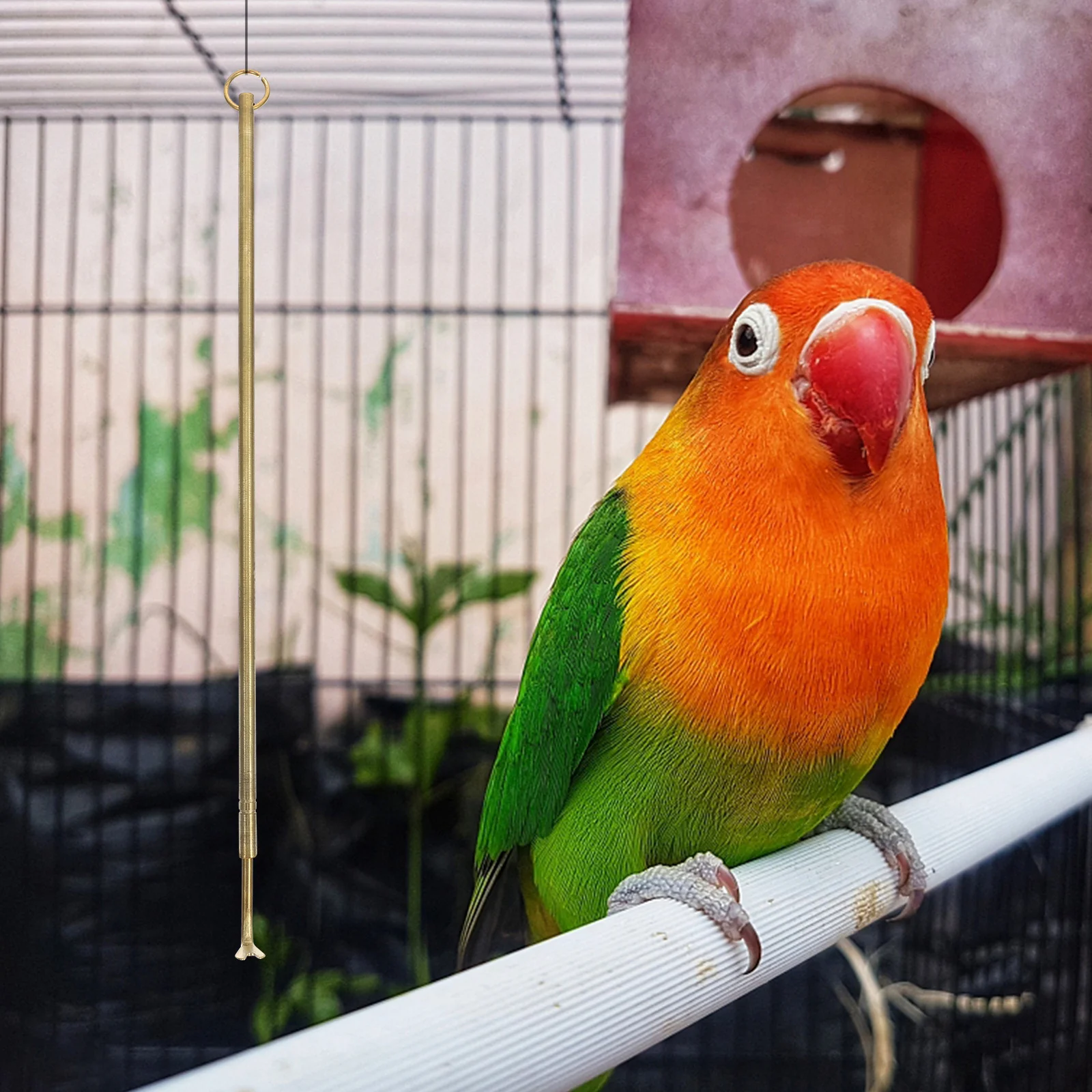 

Bird Cage Cleaner Long Handle Brass Cleaning Tool Heavy Duty Pet Cage Cleaner Guano Cleaning Tool Bird Poop Remover