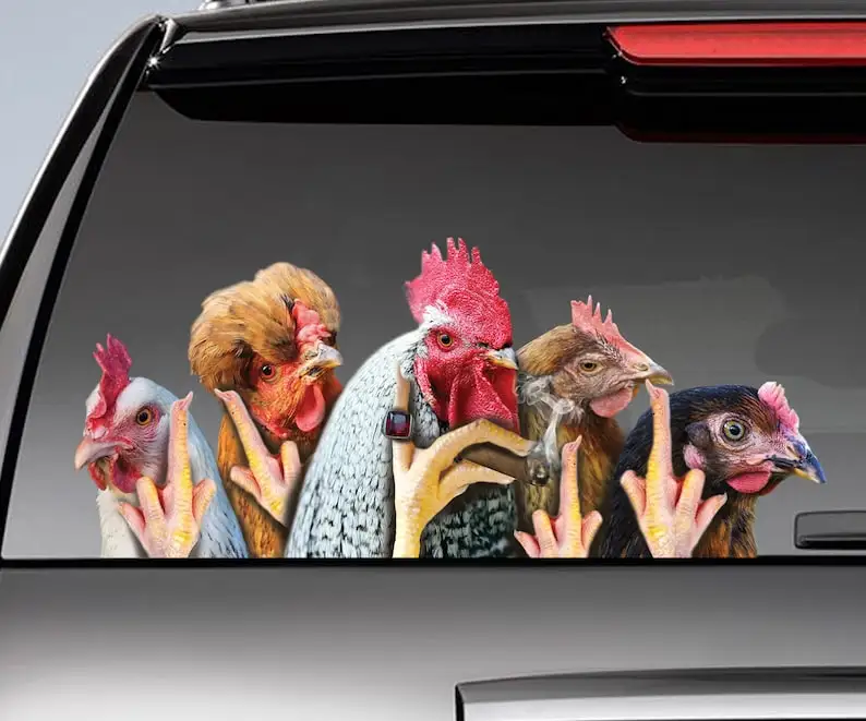 Funny chickens window decal , chicken car sticker, funny rooster sticker