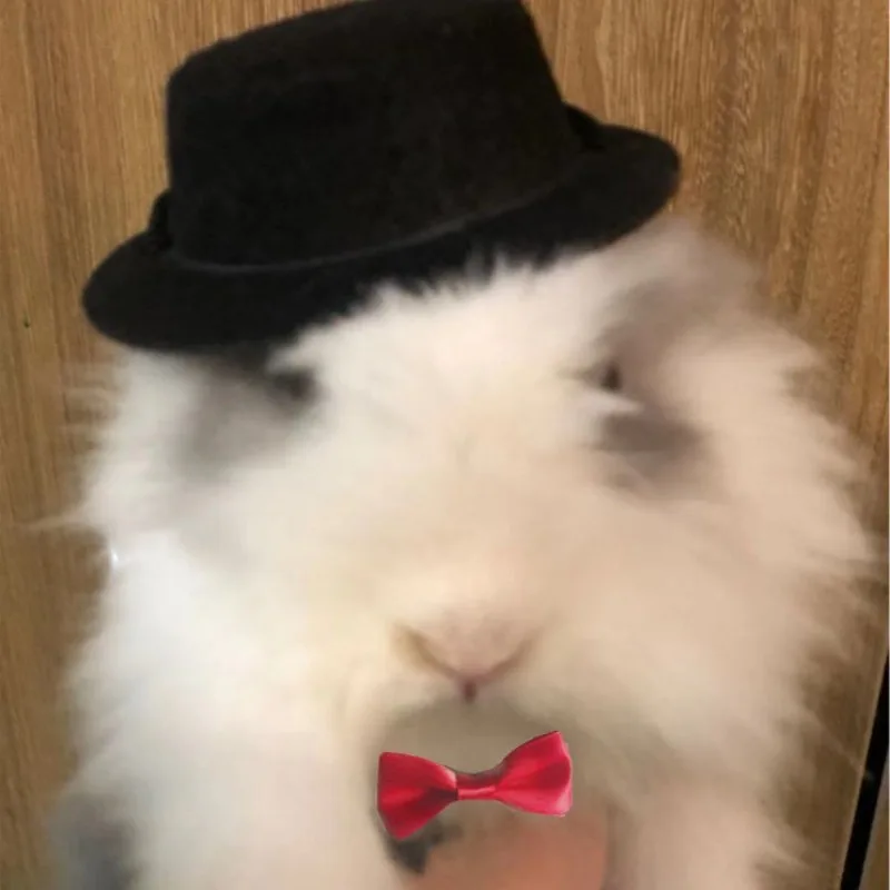 Conjunto de sombrero de fiesta para mascotas, conejillo de indias, hámster, Chinchilla, erizo, traje de transformación para Festival, disfraz pequeño