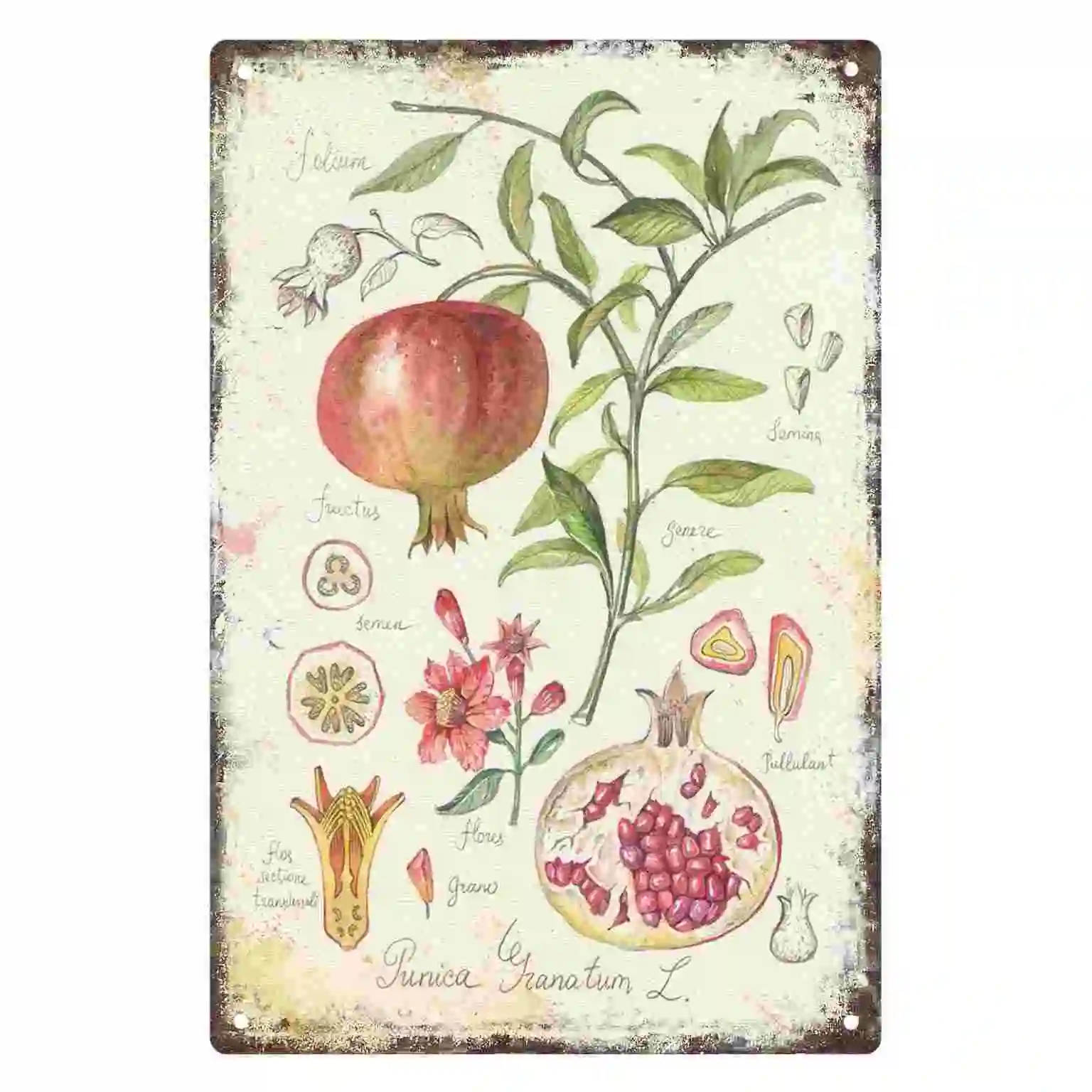 2D FLAT 1pc Vintage Botanical Pomegranate Illustration Wall Art Decoration for Home Kitchen Farmhouse And Garden