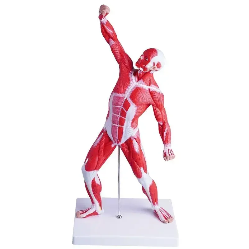 

50cm Human Body Model Anatomy Medical Teaching Tool Anatomy Model Teaching Tool
