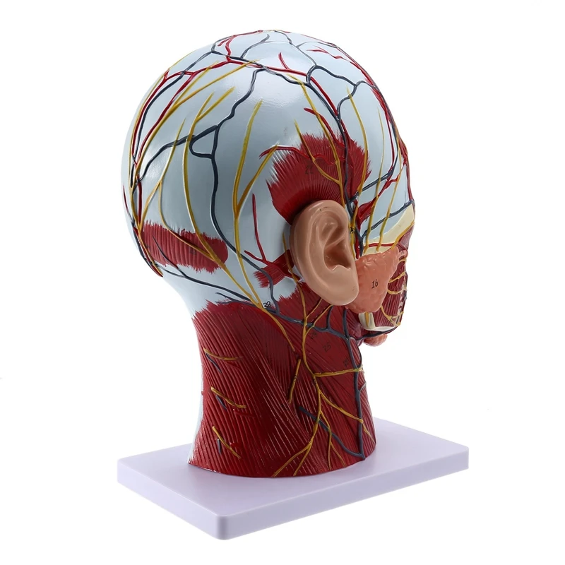 Human Anatomical Brain For Neuroscience Teaching With Labels 2 Times Life Size Anatomy Model For Learning Science