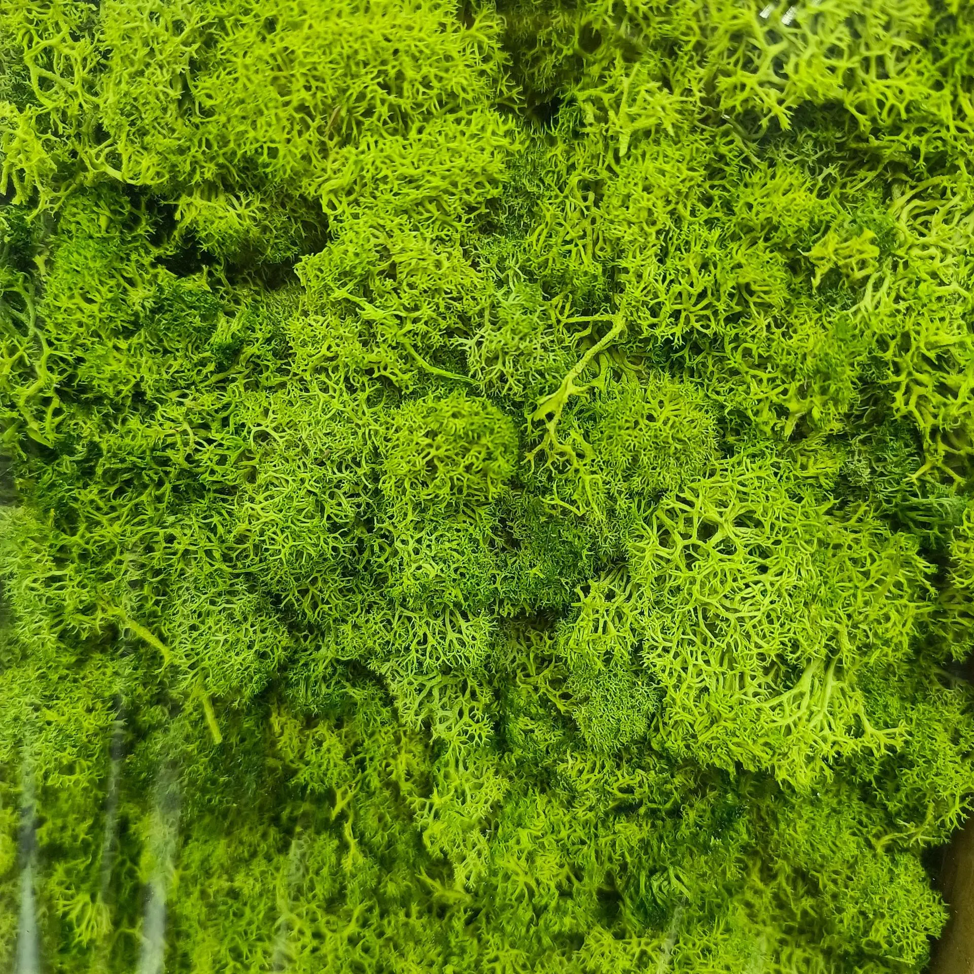 10g/bag Simulation Mini Moss Plant Material for Sand Table Landscape Layout DIY Model Kit Diorama Accessories