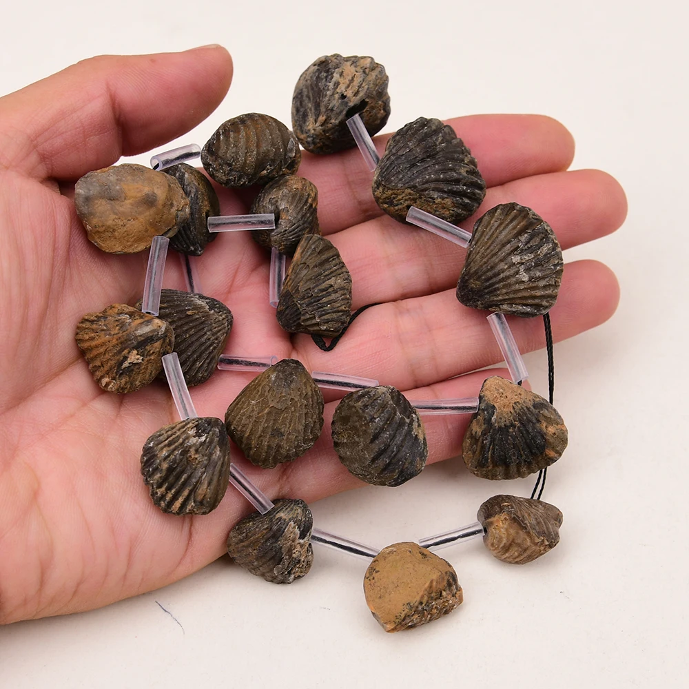 Natural Brown Marine Stone Of Sea Creatures Top Drilled Gems Loose Beads 16'' Jewelry Making DIY