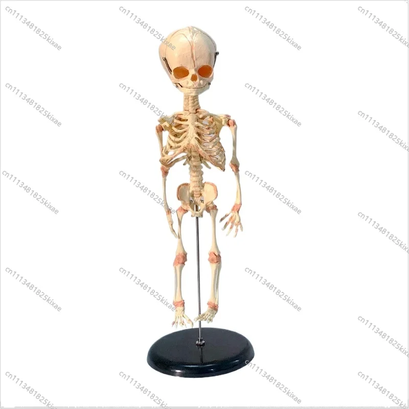 For Human Fetal Skeleton Model, Human Baby Skeleton Teaching Aids, Neonatal Skeleton, Fetal Skull
