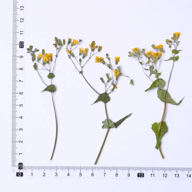 1Set Pressed Dried Potentilla chinens Flower Herbarium For Jewelry Postcard Bookmark Frame Phone Case Invatation Card DIY Making