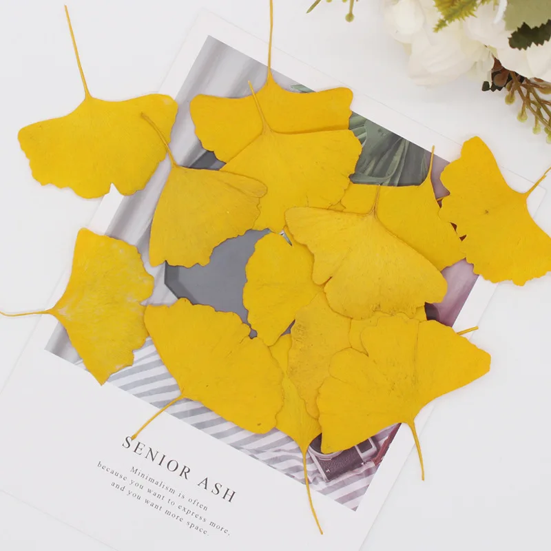 Juego de 12 Hojas de Ginkgo Prensadas Reales en Amarillo y Verde para Arte en Resina, Decoración de Marcapáginas y Fundas de Teléfono, Hojas Secas para Manualidades
