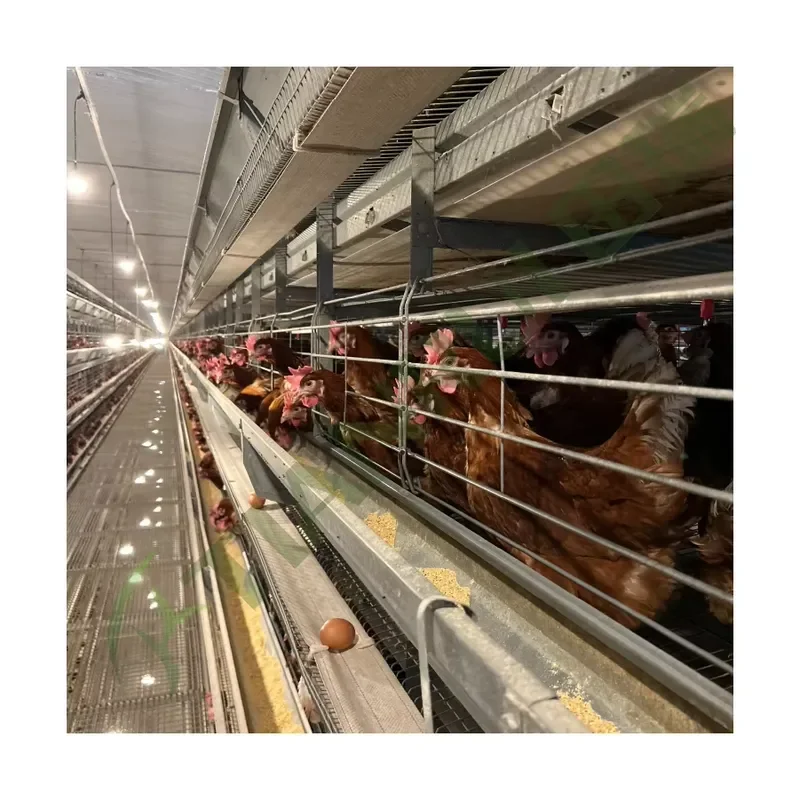 Automatic New Poultry Shed Layer H Type 3/4 Tiers Chicken Farm Galvanized Steel Layer Cages for All Standard Models