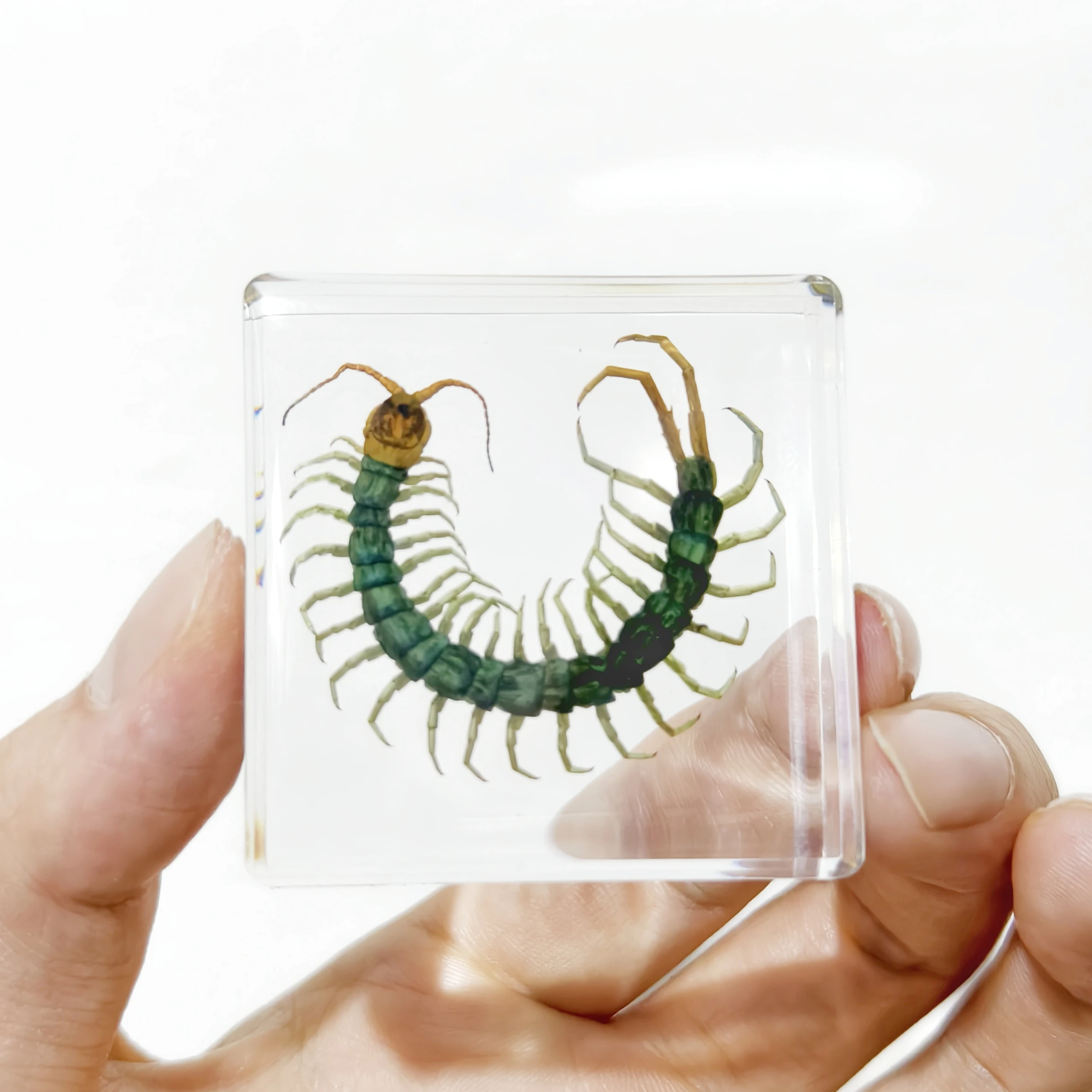 �y�Z�[�����z�{���̎��������W�{���J�f�N���J�u�g���V�T�\�������w�I�n���h���C�h�W�{�j�̎q�M�t�g