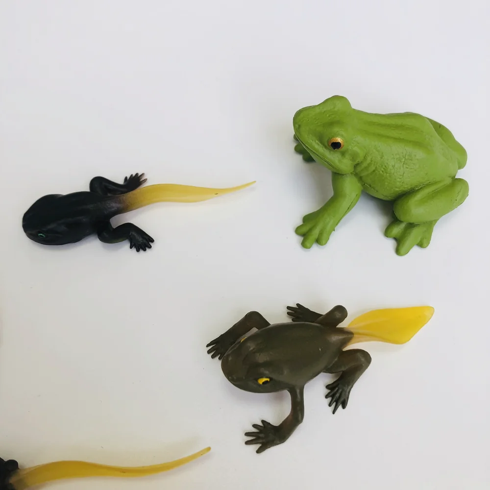 Ciclo de vida montessori de figuras de sapo e cartas de cognição, jogo de ciclo de crescimento animal, brinquedos de aprendizagem de biologia, educação precoce