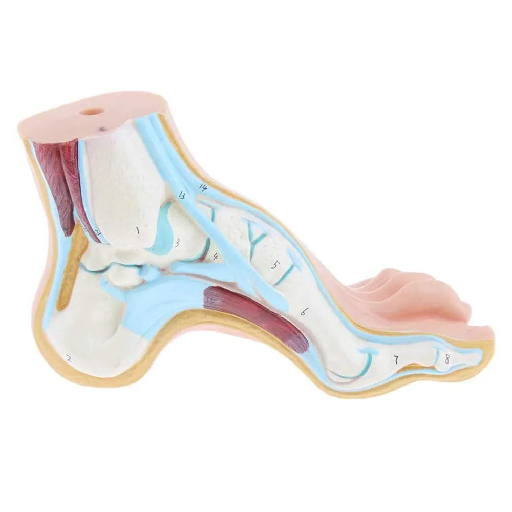 3Pcs Foot Anatomical Model Human Foot Ankle Joint Model Anatomical with Ligament Teaching Model PVC Supplies
