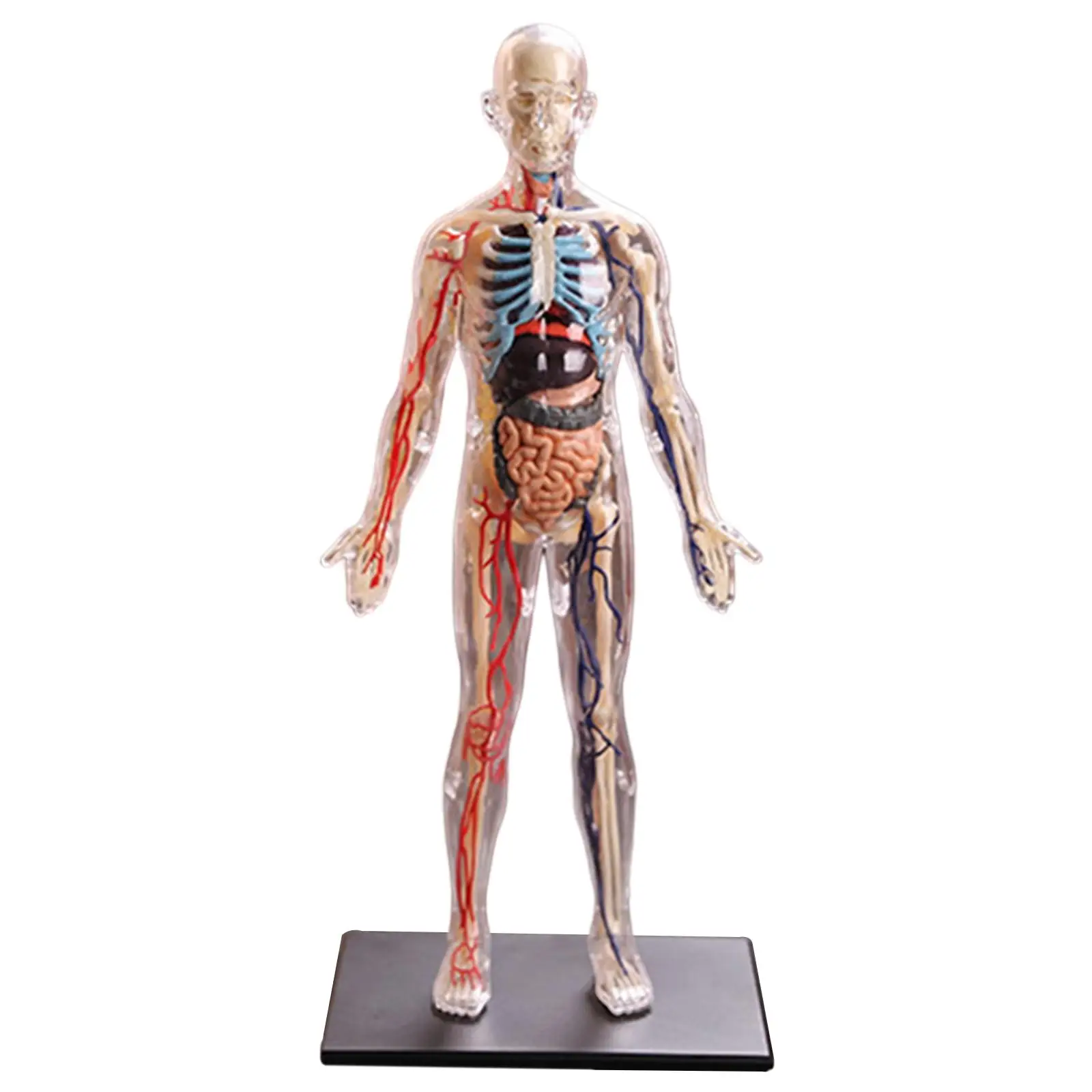 Educational Anatomy Model Kit for Children Human Organ Puzzle Toy with Stand for Learning Body Parts