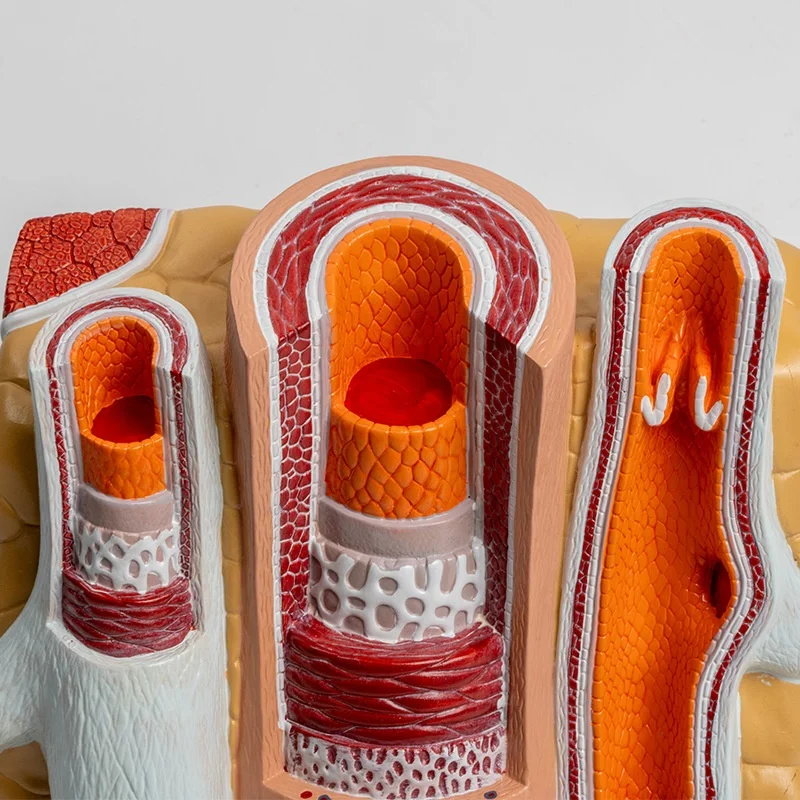Simulation of human arteries and veins with expanded vascular hierarchical dissection cardiovascular model