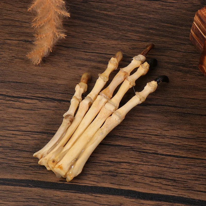 مجموعة عينة عظام باو، مجموعة التحنيط، عينة هيكل عظمي باو لتزيين تعليم العلوم