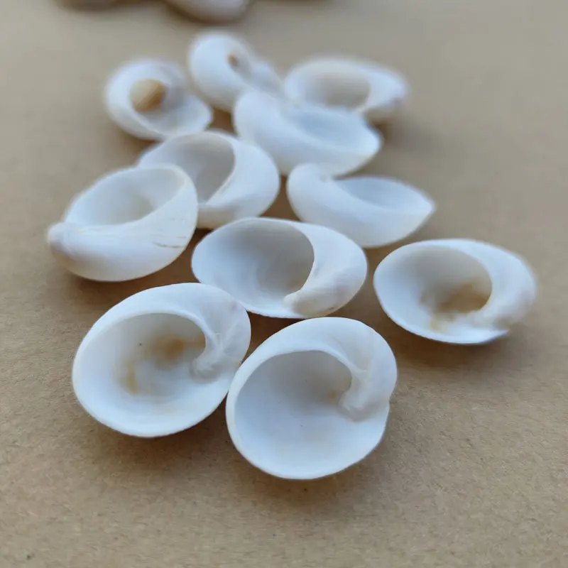 Natural White Shell Material Mediterranean Home Decor Wall Sticker DIY Base Kindergarten Artwork Conus Gloriamaris 2.5-3.5cm - Image 2