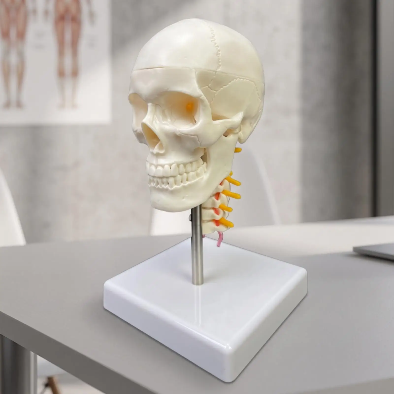 Educational Human Head Model Detailed for Medical Students, Teachers, Physiological Class, Classroom, Desk Display