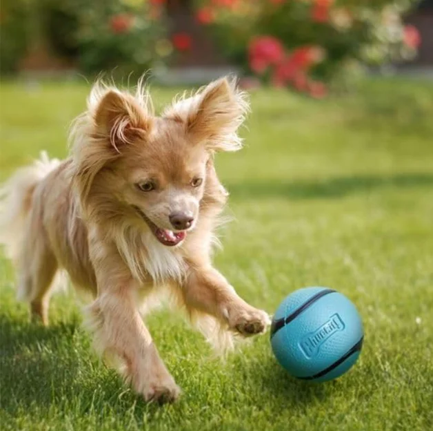 لعبة كلب تشاك إت سنيف جلب متوس - مراجعة Interactive Squeaky Plush Dog Toy وسعره