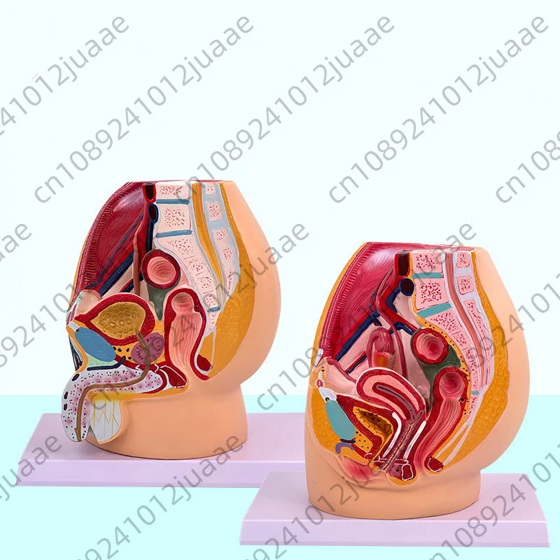 Teaching Simulation Female Pelvic Model Female Genitourinary System Specimen Median Sagittal Cut Human Anatomy Medicine