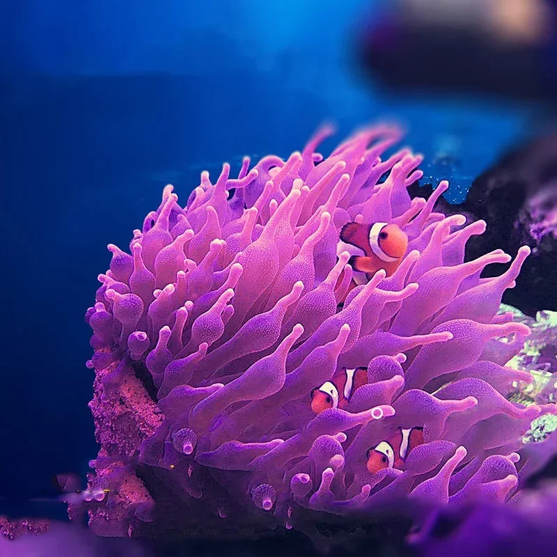 Magnetic Anemone Nest Prevent Running Away Clay and Live Rock Made for Aquarium Reef Tank Aquarium Plants