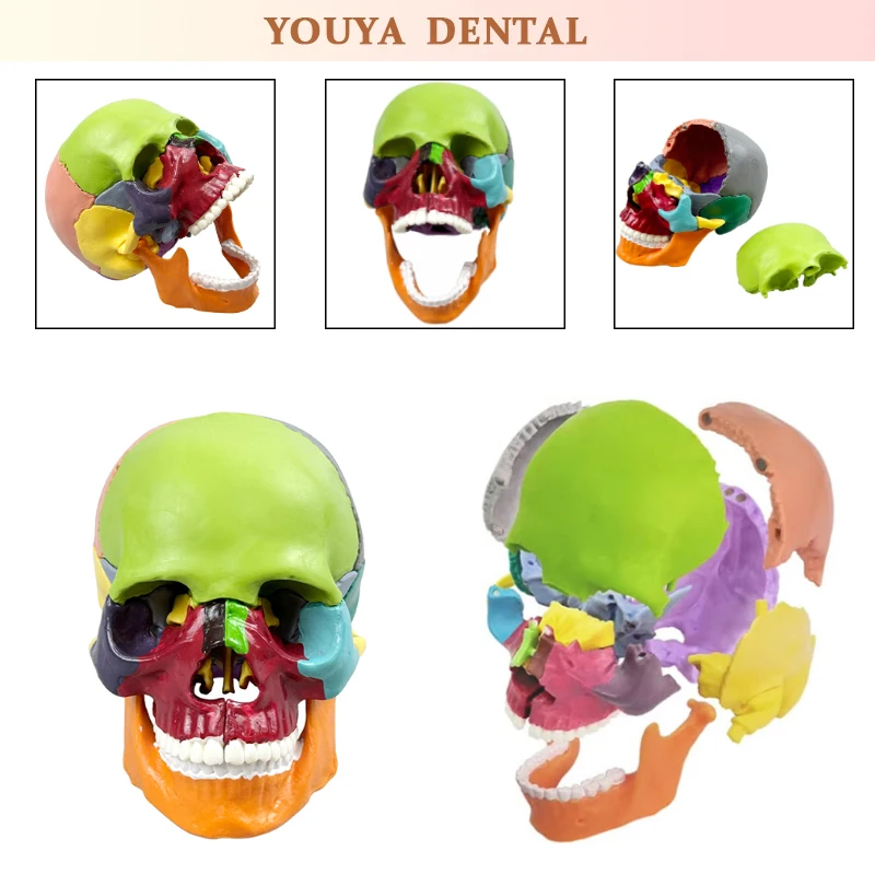 

Dental Colors Skull Model Detachable Teaching Skull Anatomy Model Medical Simulation Anatomy Demonstration Model