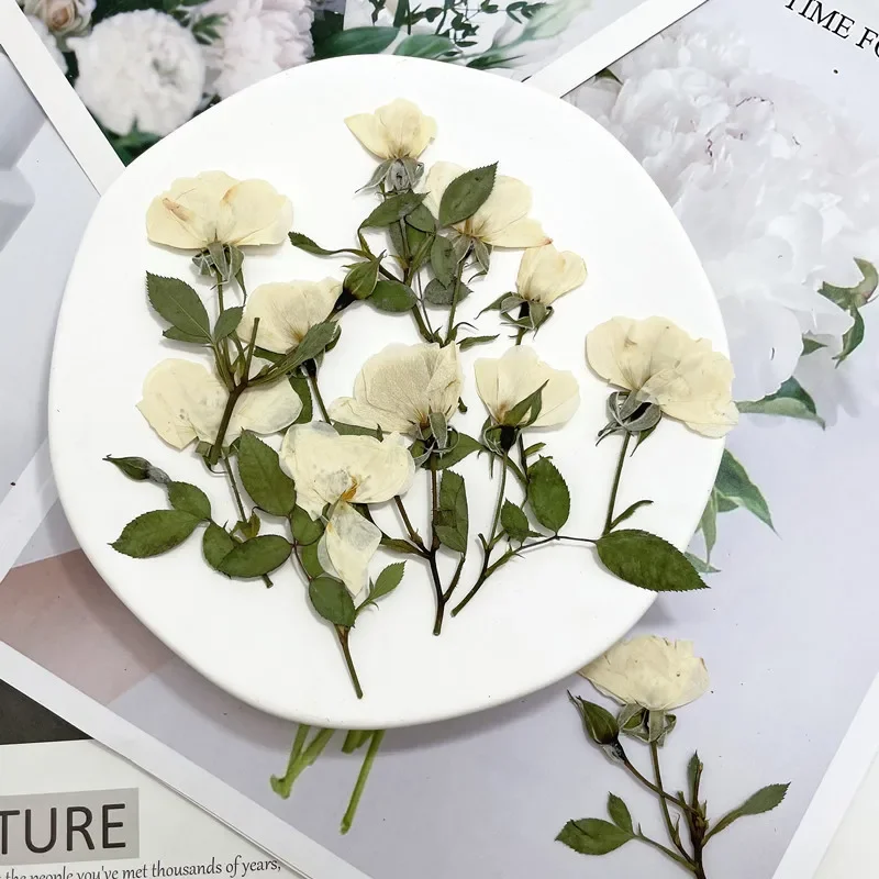 12pcs/lot,Nature white rose branches,real pressed mini rose DIY Wedding invitations graft Bookmark Gift Cards phone case decor