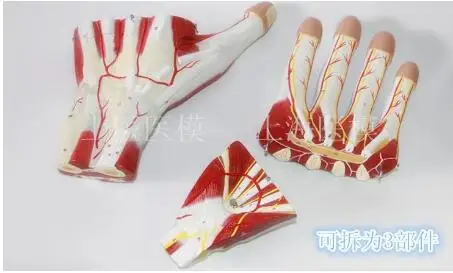 Hand Muscles Vascular Nerve Model, Palm Anatomy Model, Hand Knuckles with Muscles and Vein 60 numbers