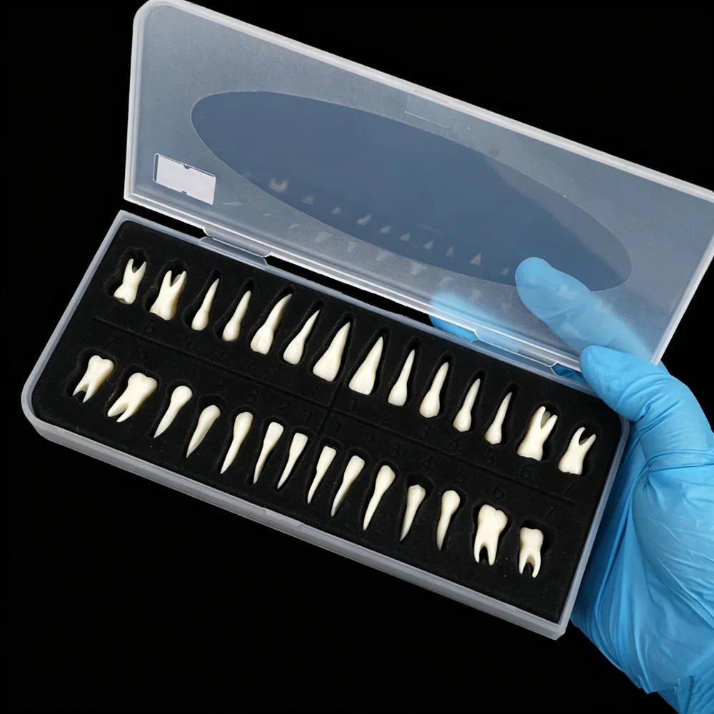 28pcs Dental Teeth Model Full Mouth 1:1 Resin Permanent Tooth Model With Root Upper Lower Teeth For Dentistry Study Teaching