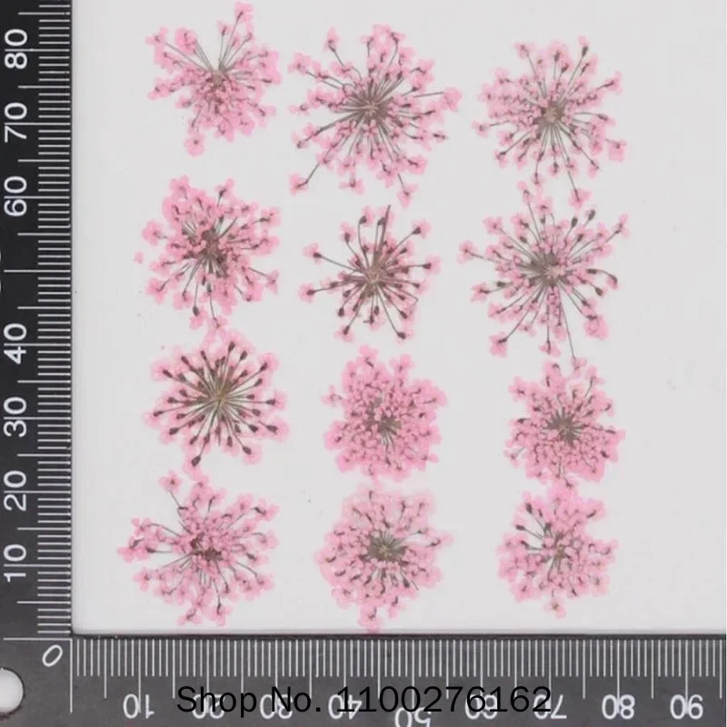 60pcs Pressed Dried Ammi Majus Flowers Plant Herbarium For Jewelry Postcard Invitation Card Phone Case Bookmark Craft DIY