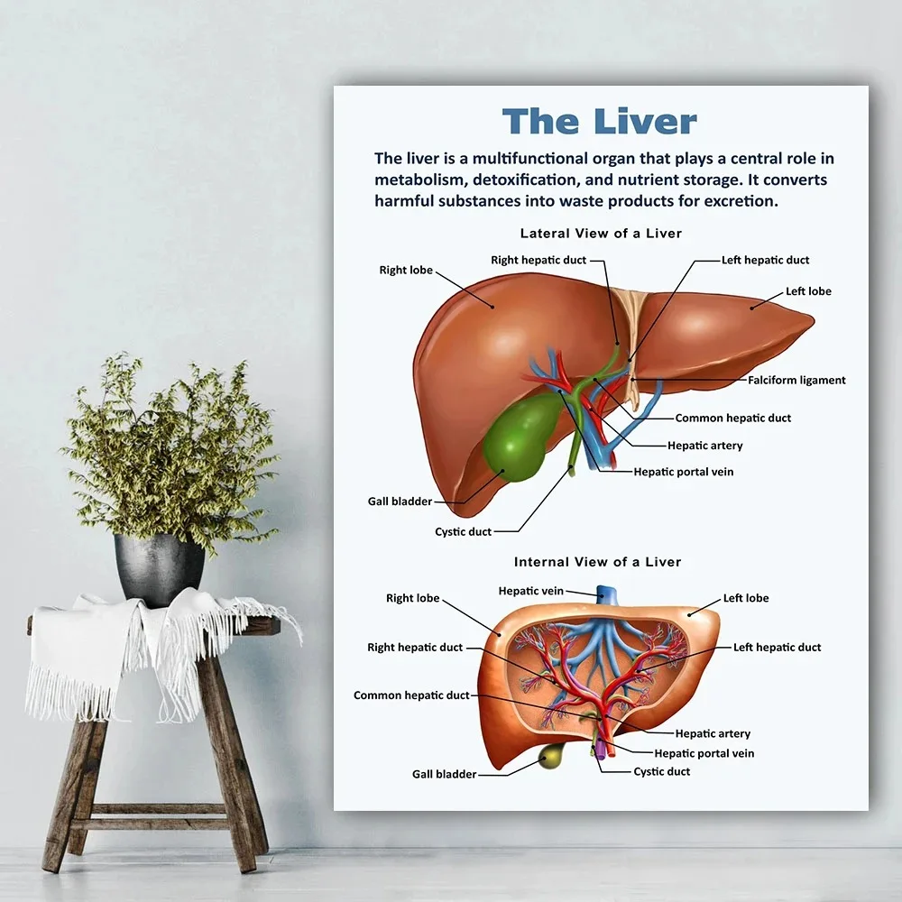 ملصق كلاسيكي للأعضاء البشرية الرجعية ، تشريح القلب والكبد في الدماغ ، زخرفة قماش ، رسم ، فن جداري ، غرفة مدرسية