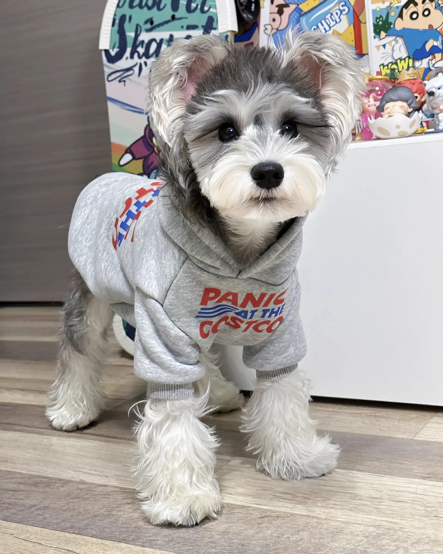 Pet hooded sweatshirt schnauzer bichon teddy dog clothes small and medium-sized dog pet clothes Wholesale service