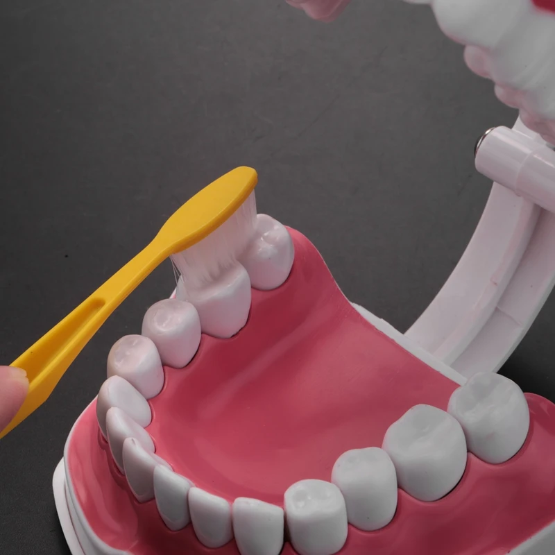 Model Brushing Flossing Practice Teeth Typodonts Mode Gingiva Visible Anatomic Demonstration