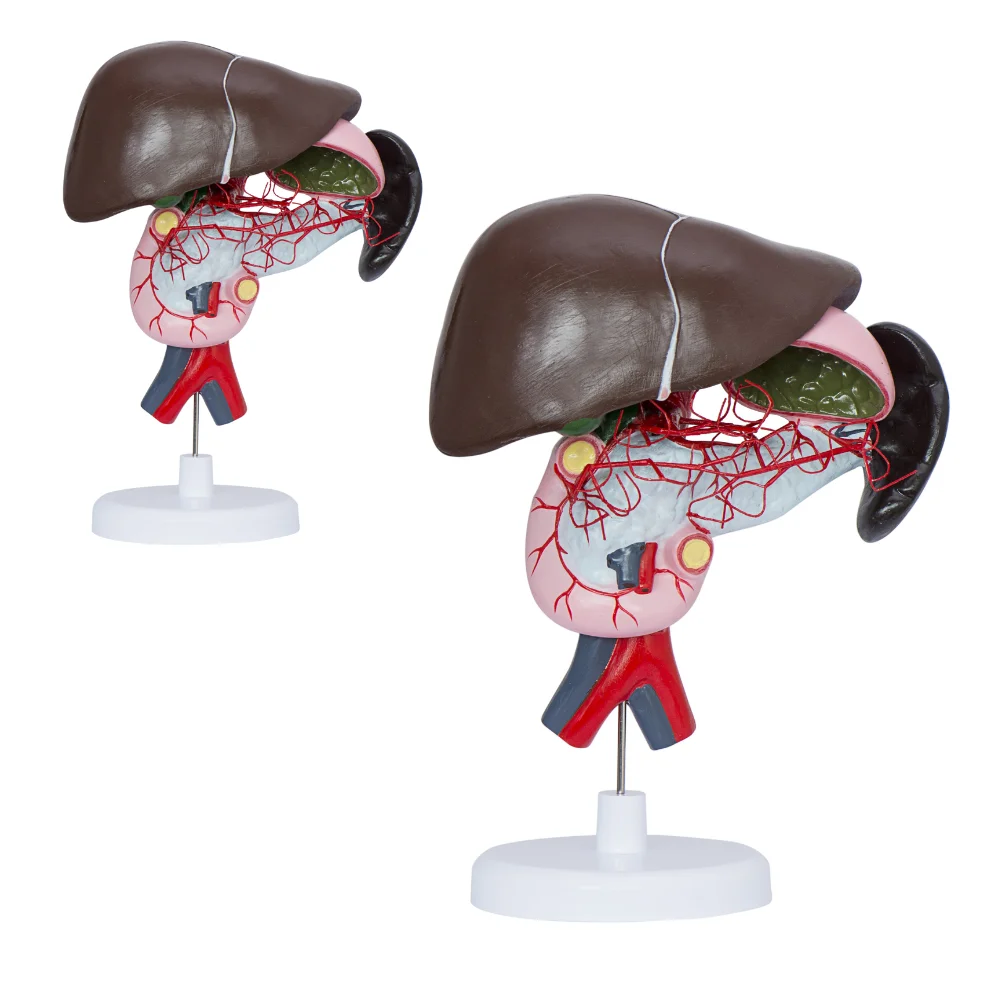 Celiac Artery Distribution Model Human Abdominal Cavity Anatomy Medical Supplies Educational Teaching Material for Medico Colleg