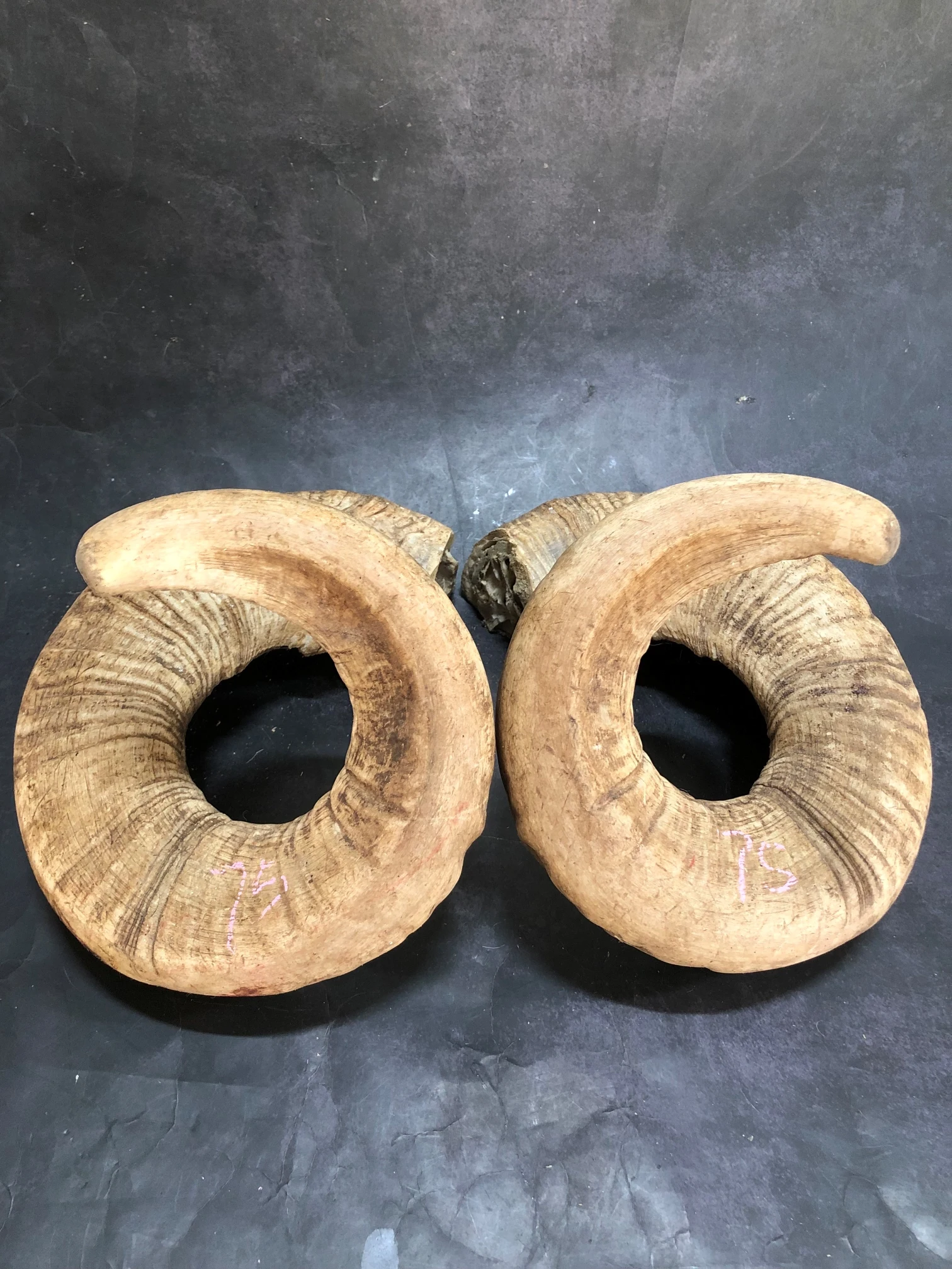 Sheep horn for more than ten years old, one-pair, corner, Cornu Capra, hircus raw materials, decorative ornaments,home decor - view 5