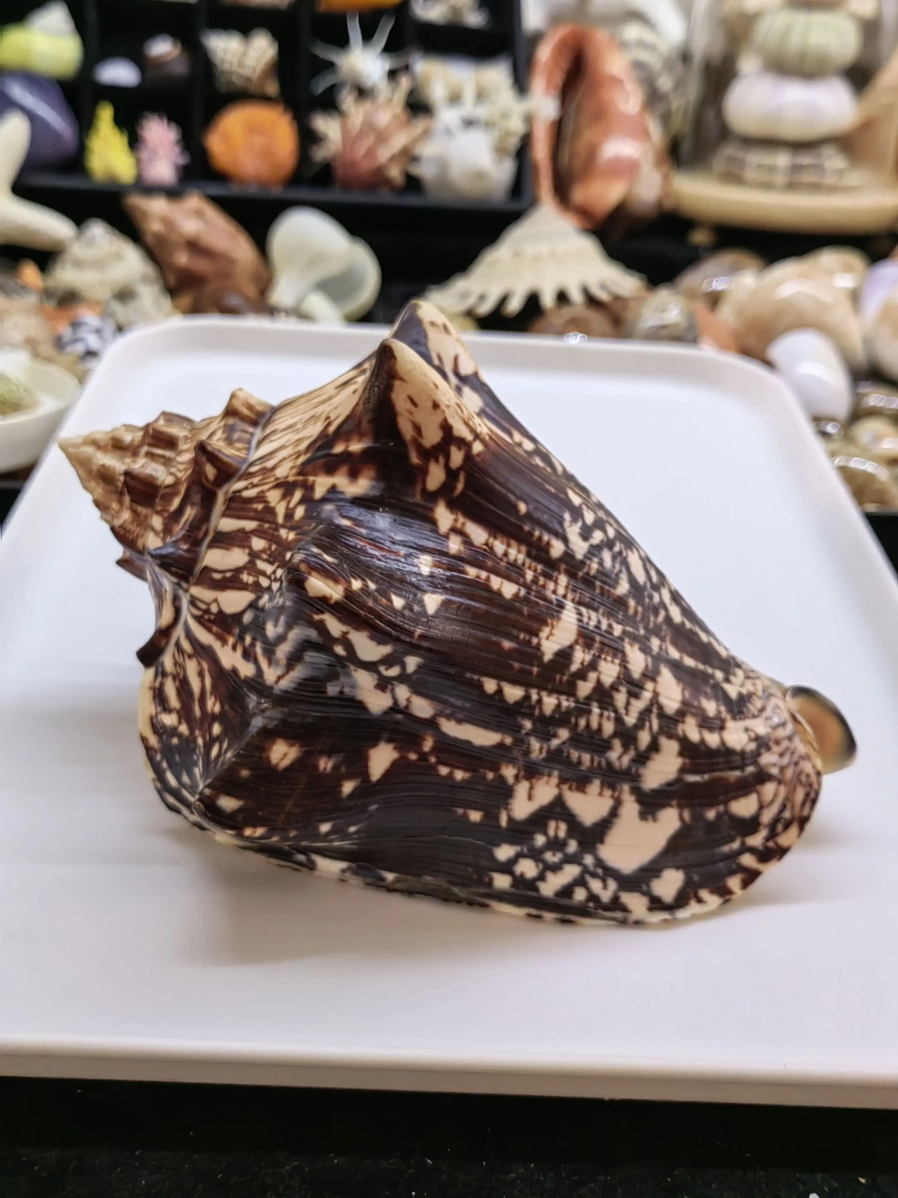 1PC Huge Natural Frog Shell Bursa Bufonia Conch Seashells Hermit Crab Shell Replacement Home Decoration Shell Specimen Fish Tank