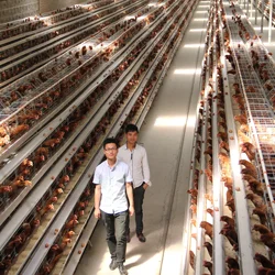 Animal Cages High Quality Automatic Hen House Poultry Farm Business Plan Chicken Coops