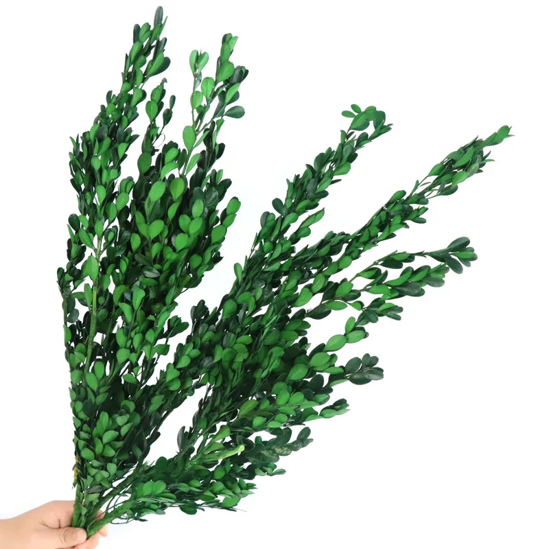 Natural Fresh Boxwood Leaves, 100% Real Dried Boxwood Stems, Farmhouse Decor,DIY Christmas Wreath,Home Wedding Decorations