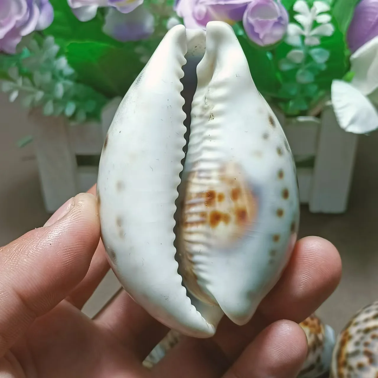 10PCS Madagascar natural beautiful conch decoration, beautiful