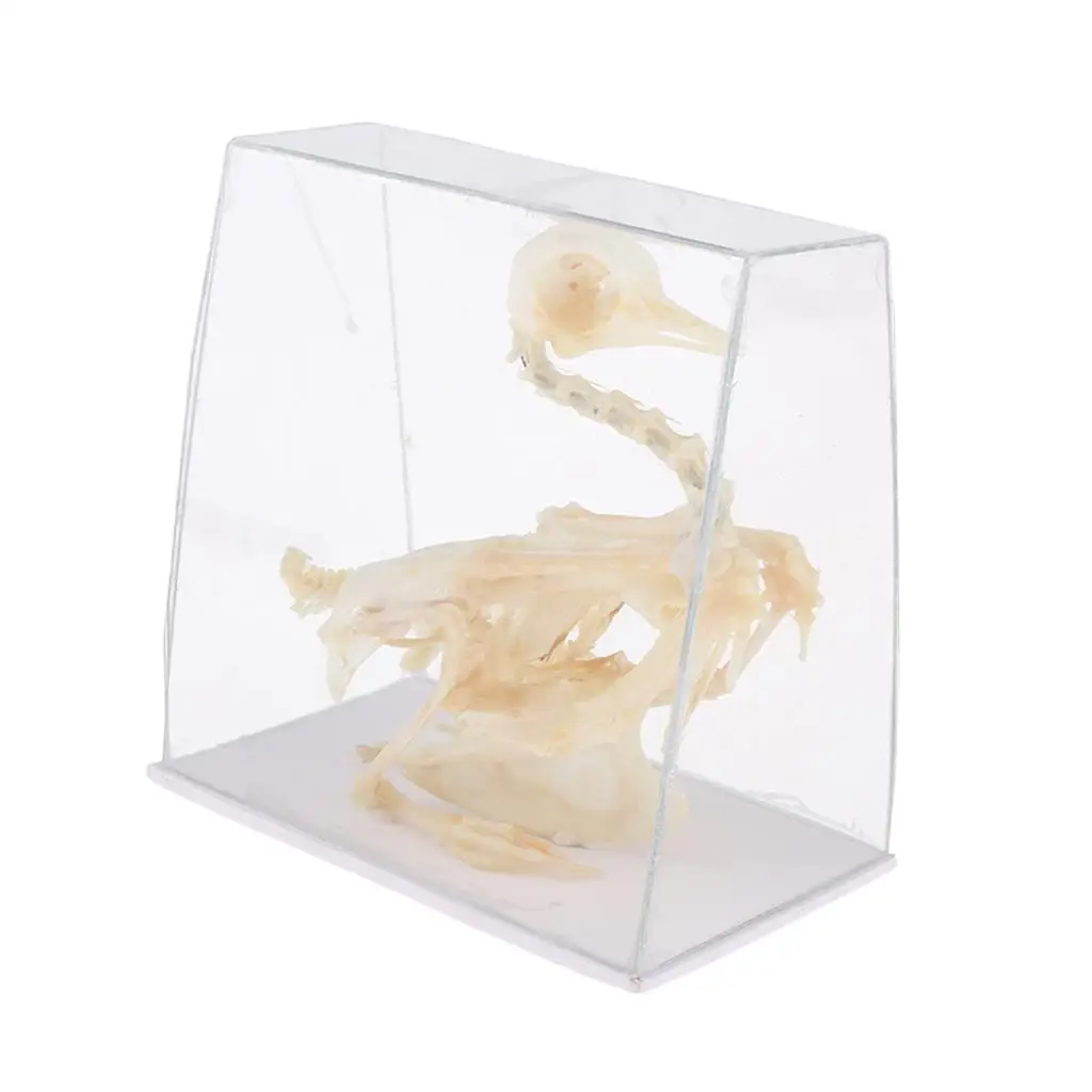 Pigeon Skeleton Taxidermy Animal Specimen Bones Biology Anatomy Study Aid