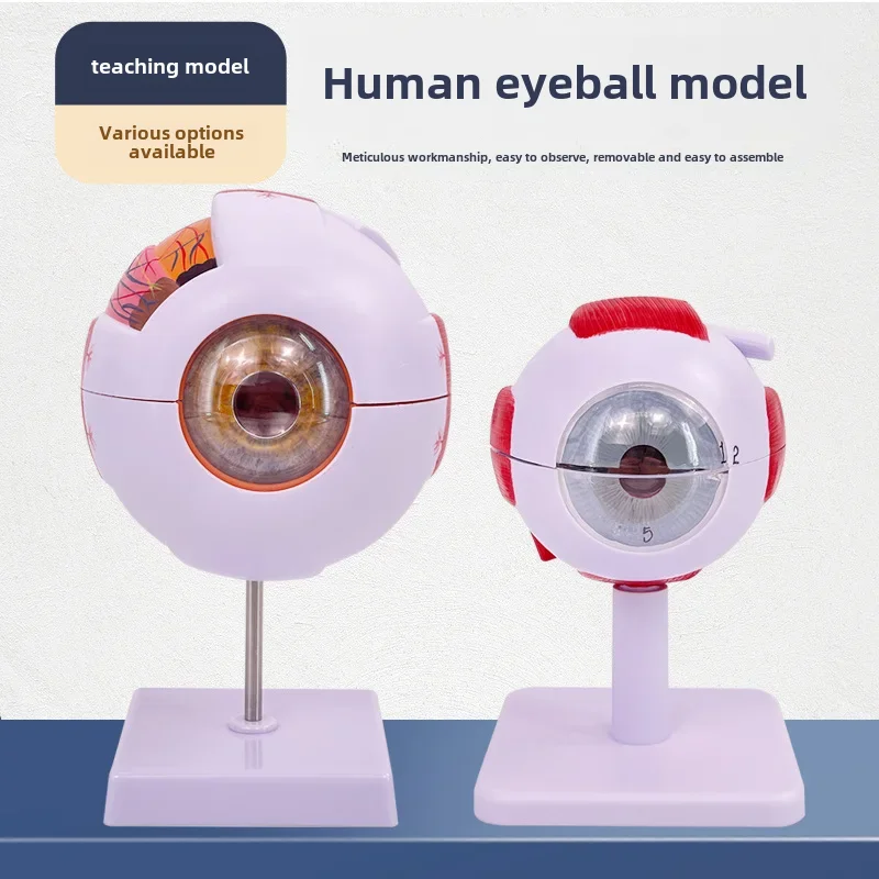 Authentic High-end Professional Version Medical Eye Ball Anatomical Model Eyes Structures Ophthalmology Model Equipment