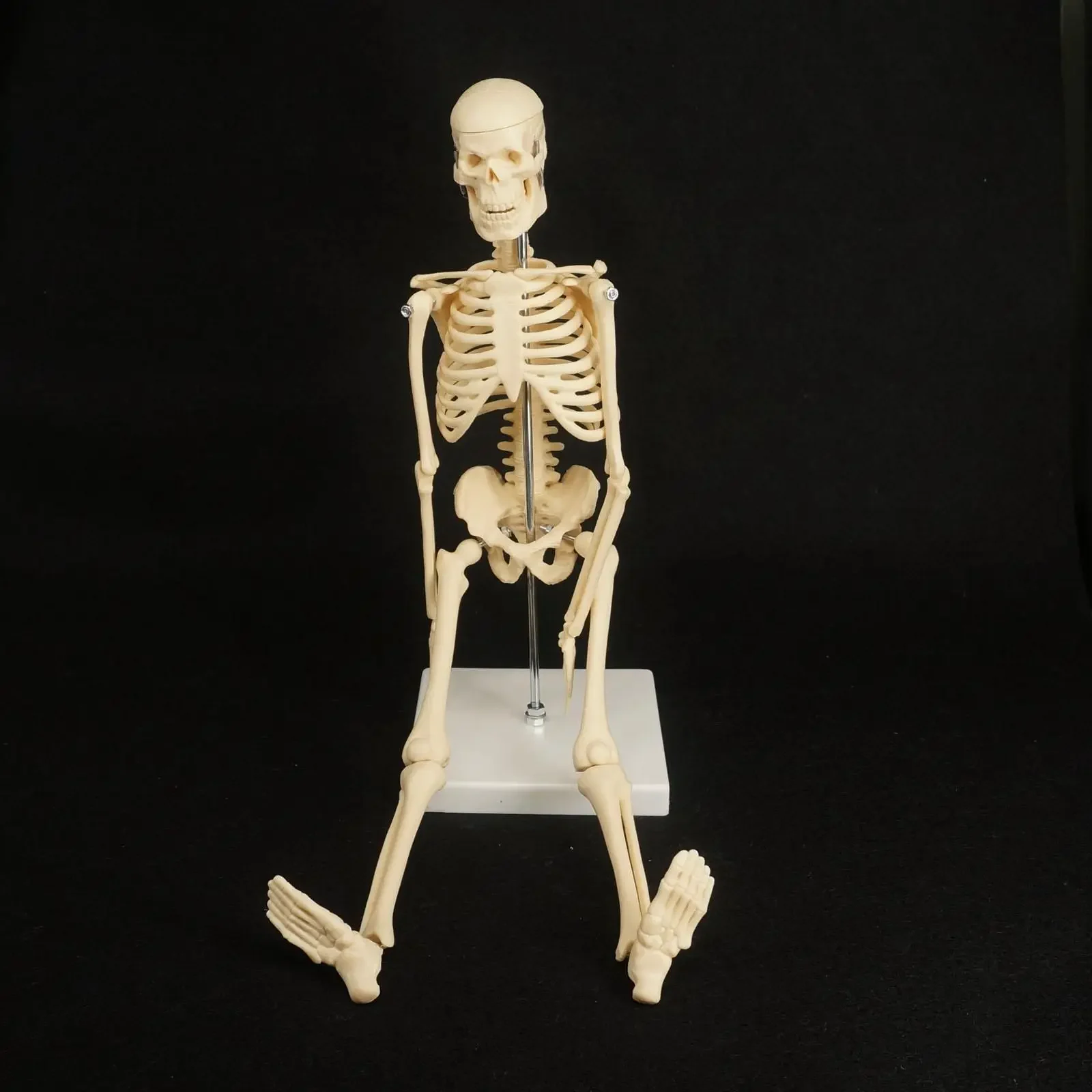 PVC 45CM Physique Mini Anatomical Skeleton Human Model Stand Poster Medical Learn Aid Anatomy