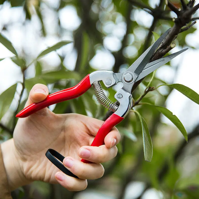 Fruit Picker Scissors Garden Pruning Shears for Grape Berry Harvesting & Grafting Tree Branches