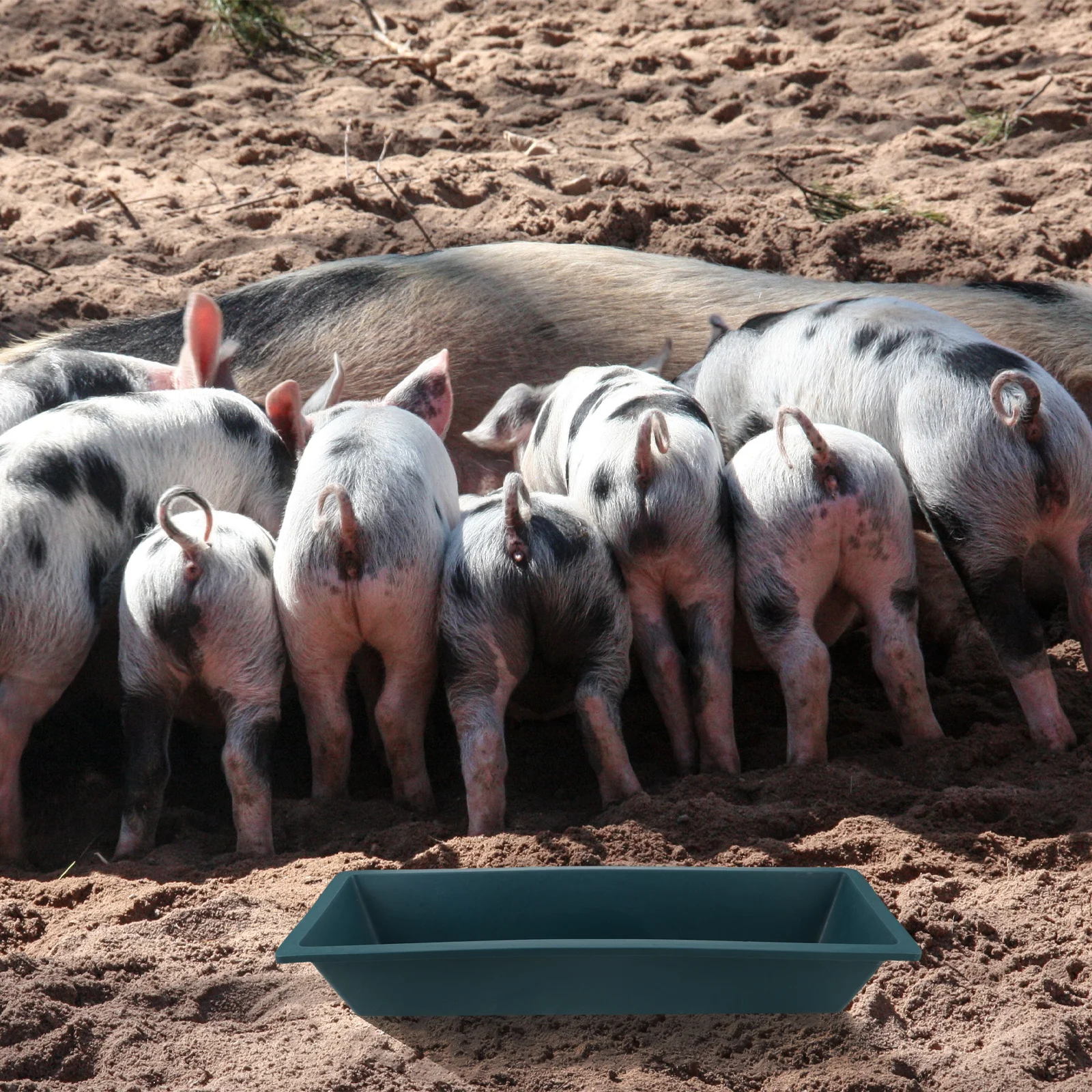 

Animal Feeding 60Cm Plastic Farm Feed Trough For Pigs Goats Sheep Cattle Chickens Livestock Feeder Poultry Trough Tool