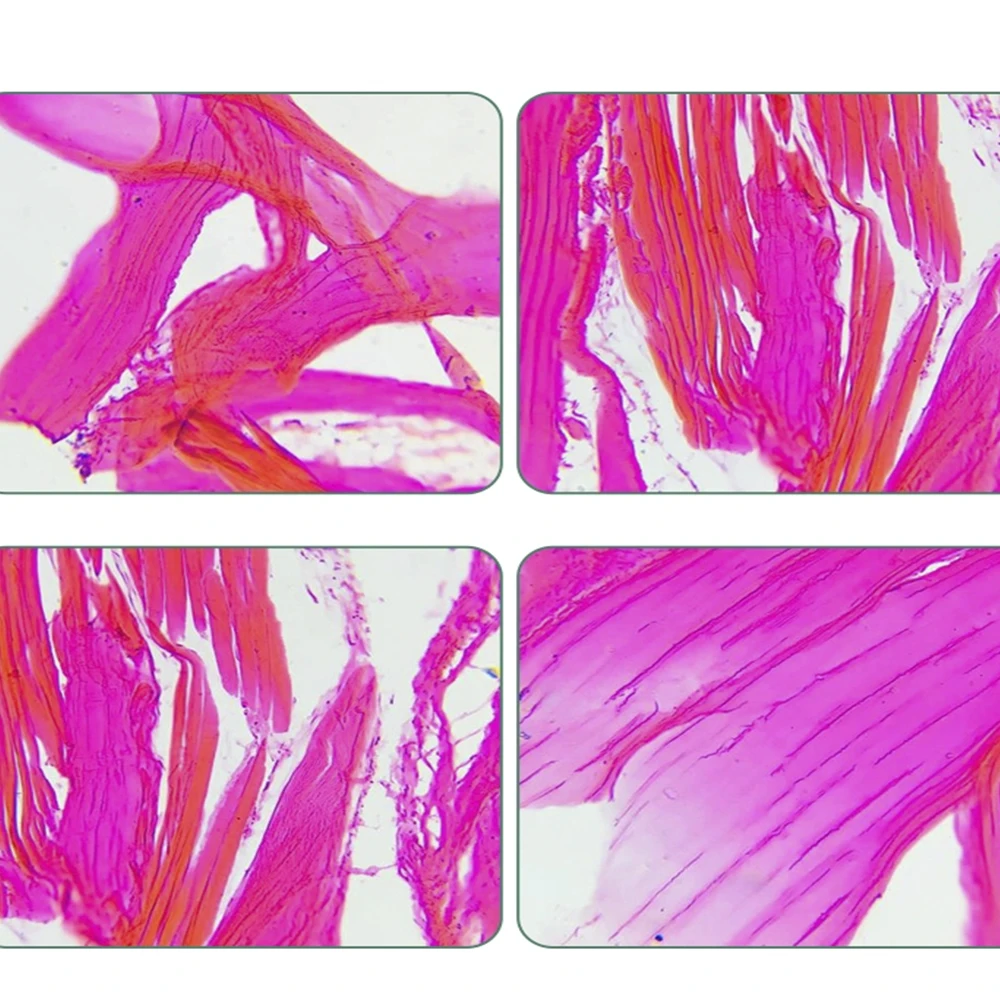 Long Working Distance Plan Field Infinity Objective Phase Contrast Objective Metallographic 2.5X 5X 10X 20X 50X 100X Dry Lens