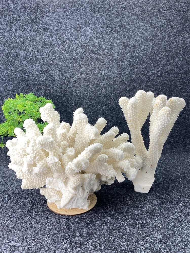 

Natural Coral Stone Aquarium Decoration Mineral Fish Tank Landscaping Home Decor Gift Eco-Friendly Aquatic Decor