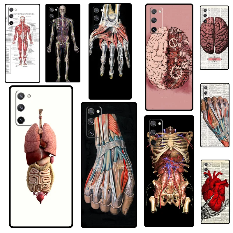 Medical Human Organ… - image