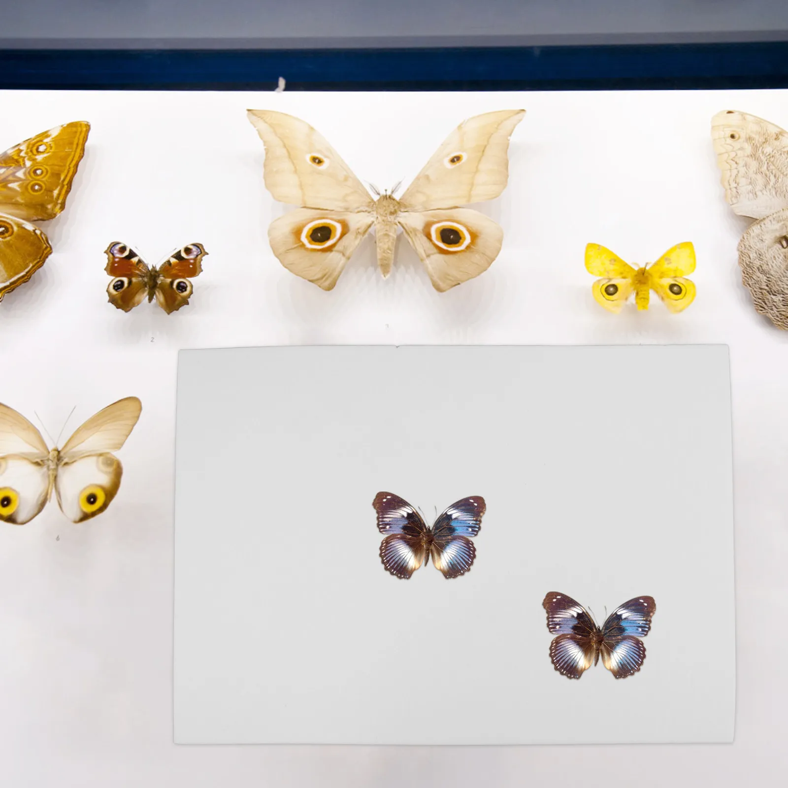 Insect Specimen Mounting Board Rectangular Pinning Pad for Entomology Science Education Projects Butterfly Spread Display Bugs