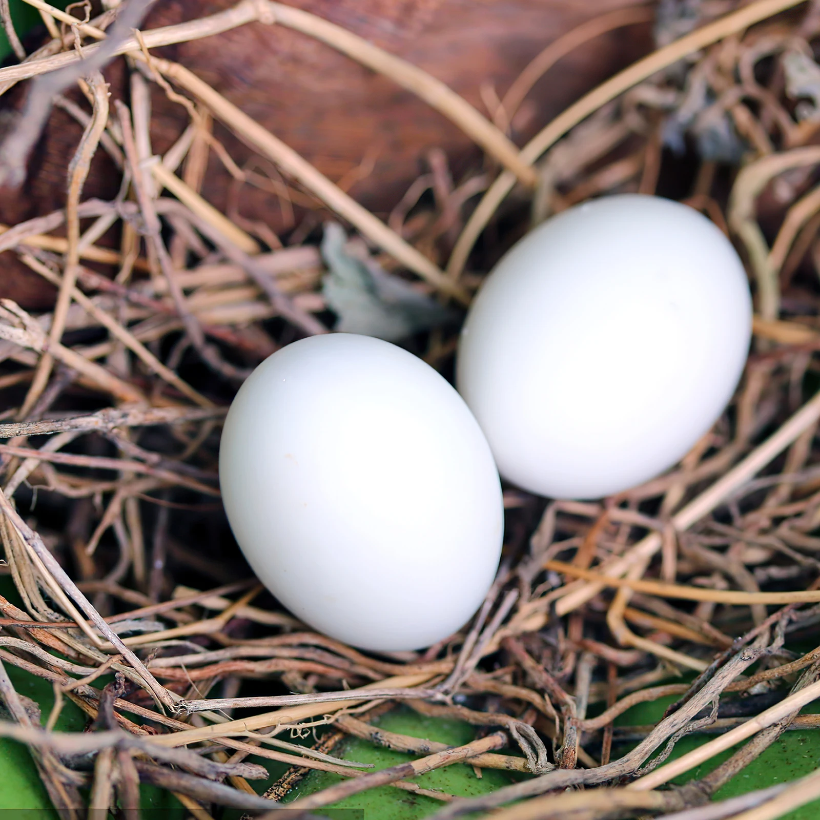 

20 Pcs Fake Pigeon Eggs Plastic Simulation Hatching Props Durable Smooth Lifelike Bird Breeding Supplies Pet Accessories